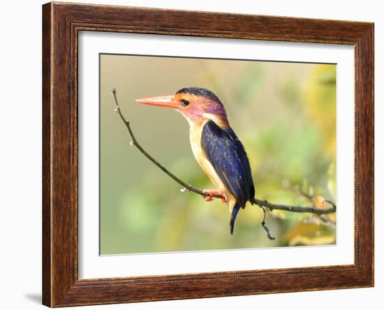 Malachite Kingfisher-Martin Fowkes-Framed Giclee Print