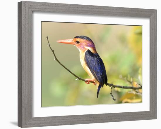 Malachite Kingfisher-Martin Fowkes-Framed Giclee Print