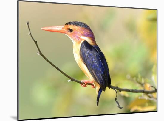 Malachite Kingfisher-Martin Fowkes-Mounted Giclee Print