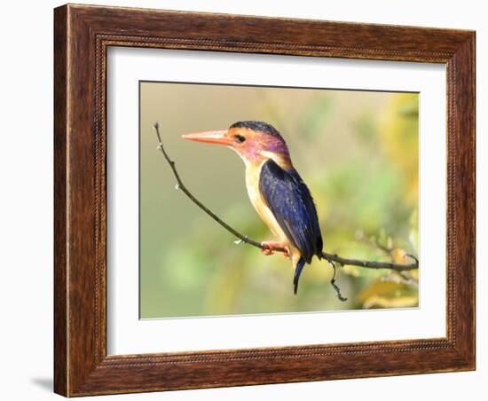 Malachite Kingfisher-Martin Fowkes-Framed Giclee Print