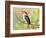 Malachite Kingfisher-Martin Fowkes-Framed Giclee Print