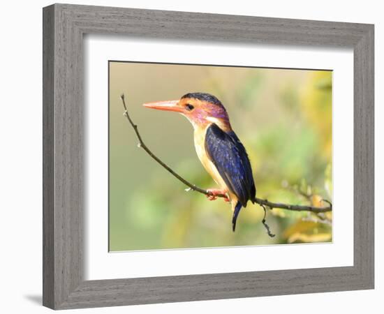 Malachite Kingfisher-Martin Fowkes-Framed Giclee Print