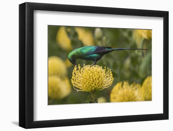 Malachite sunbird feding at flower, Cape Town, South Africa-Ann & Steve Toon-Framed Photographic Print