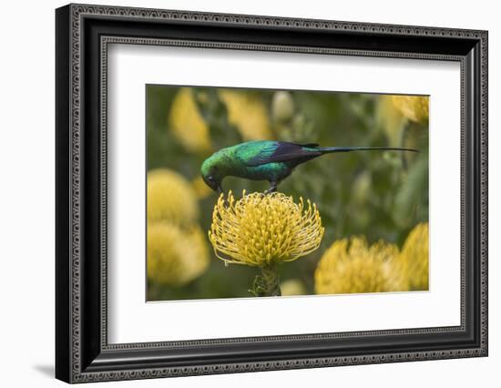 Malachite sunbird feding at flower, Cape Town, South Africa-Ann & Steve Toon-Framed Photographic Print