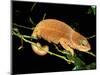 Malagasy Chameleon on Branch, Montagne d'Ambre National Park, Madagascar-Pete Oxford-Mounted Photographic Print