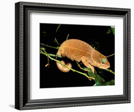 Malagasy Chameleon on Branch, Montagne d'Ambre National Park, Madagascar-Pete Oxford-Framed Photographic Print