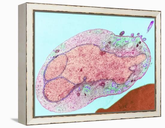 Malaria Parasite, TEM-null-Framed Premier Image Canvas