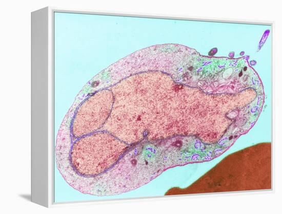 Malaria Parasite, TEM-null-Framed Premier Image Canvas