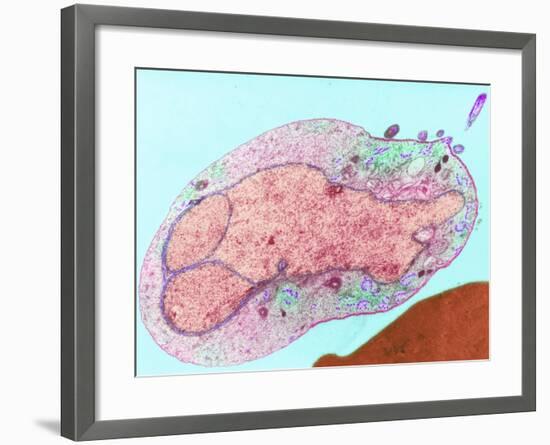 Malaria Parasite, TEM-null-Framed Photographic Print