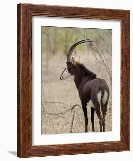 Malawi, Majete Wildlife Reserve, Male Sable Antelope in the Brachystegia Woodland-John Warburton-lee-Framed Photographic Print