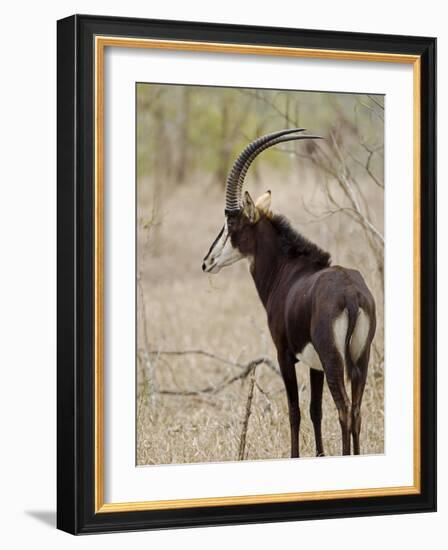 Malawi, Majete Wildlife Reserve, Male Sable Antelope in the Brachystegia Woodland-John Warburton-lee-Framed Photographic Print
