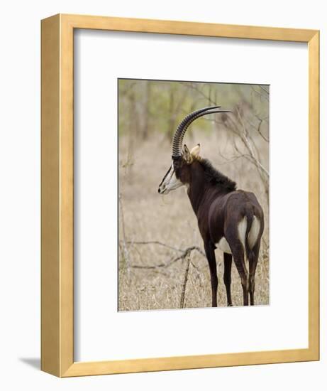 Malawi, Majete Wildlife Reserve, Male Sable Antelope in the Brachystegia Woodland-John Warburton-lee-Framed Photographic Print