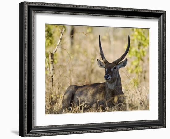 Malawi, Majete Wildlife Reserve, Male Waterbuck in the Brachystegia Woodland-John Warburton-lee-Framed Photographic Print