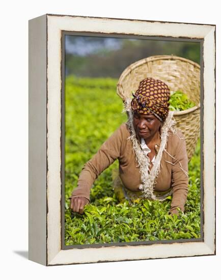 Malawi, Thyolo, Satemwa Tea Estate, a Female Tea Picker Out Plucking Tea-John Warburton-lee-Framed Premier Image Canvas