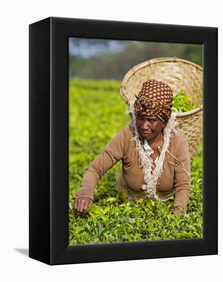 Malawi, Thyolo, Satemwa Tea Estate, a Female Tea Picker Out Plucking Tea-John Warburton-lee-Framed Premier Image Canvas