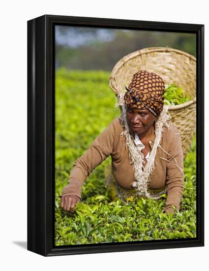 Malawi, Thyolo, Satemwa Tea Estate, a Female Tea Picker Out Plucking Tea-John Warburton-lee-Framed Premier Image Canvas