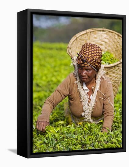 Malawi, Thyolo, Satemwa Tea Estate, a Female Tea Picker Out Plucking Tea-John Warburton-lee-Framed Premier Image Canvas