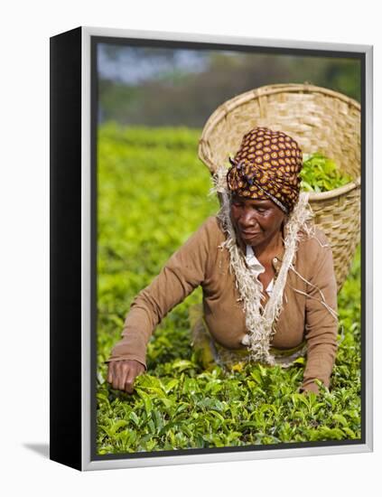 Malawi, Thyolo, Satemwa Tea Estate, a Female Tea Picker Out Plucking Tea-John Warburton-lee-Framed Premier Image Canvas