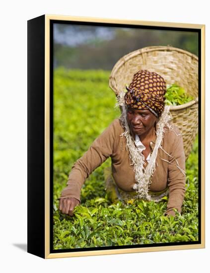 Malawi, Thyolo, Satemwa Tea Estate, a Female Tea Picker Out Plucking Tea-John Warburton-lee-Framed Premier Image Canvas