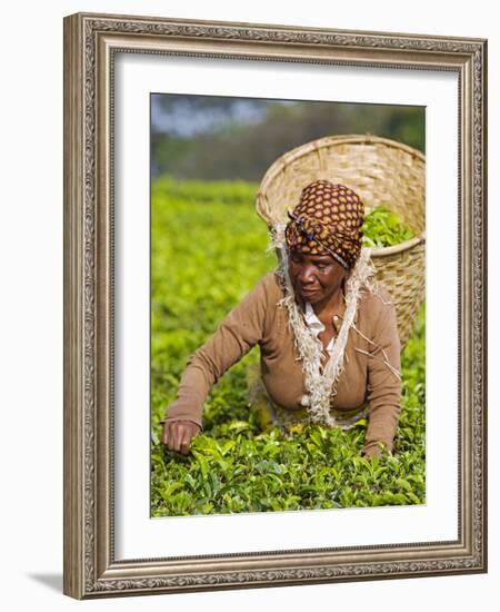 Malawi, Thyolo, Satemwa Tea Estate, a Female Tea Picker Out Plucking Tea-John Warburton-lee-Framed Photographic Print