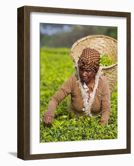 Malawi, Thyolo, Satemwa Tea Estate, a Female Tea Picker Out Plucking Tea-John Warburton-lee-Framed Photographic Print