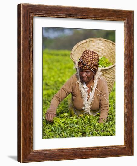 Malawi, Thyolo, Satemwa Tea Estate, a Female Tea Picker Out Plucking Tea-John Warburton-lee-Framed Photographic Print