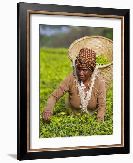 Malawi, Thyolo, Satemwa Tea Estate, a Female Tea Picker Out Plucking Tea-John Warburton-lee-Framed Photographic Print