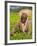 Malawi, Thyolo, Satemwa Tea Estate, a Female Tea Picker Out Plucking Tea-John Warburton-lee-Framed Photographic Print