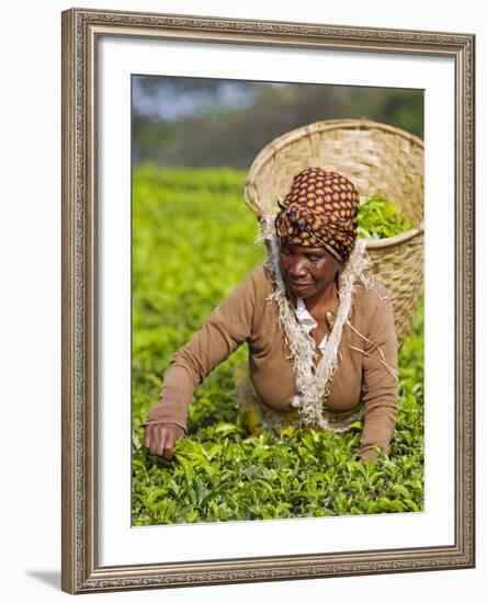 Malawi, Thyolo, Satemwa Tea Estate, a Female Tea Picker Out Plucking Tea-John Warburton-lee-Framed Photographic Print