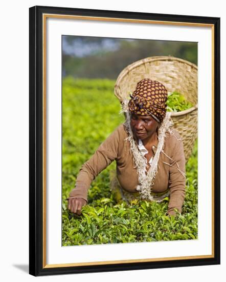 Malawi, Thyolo, Satemwa Tea Estate, a Female Tea Picker Out Plucking Tea-John Warburton-lee-Framed Photographic Print