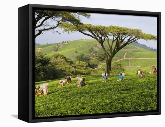 Malawi, Thyolo, Satemwa Tea Estate, Workers Plucking Tea-John Warburton-lee-Framed Premier Image Canvas