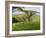 Malawi, Thyolo, Satemwa Tea Estate, Workers Plucking Tea-John Warburton-lee-Framed Photographic Print