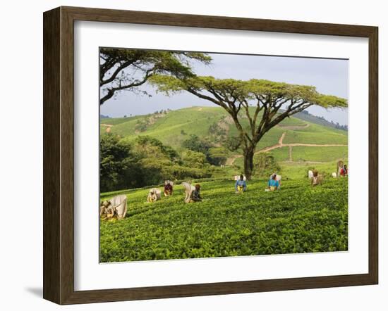 Malawi, Thyolo, Satemwa Tea Estate, Workers Plucking Tea-John Warburton-lee-Framed Photographic Print
