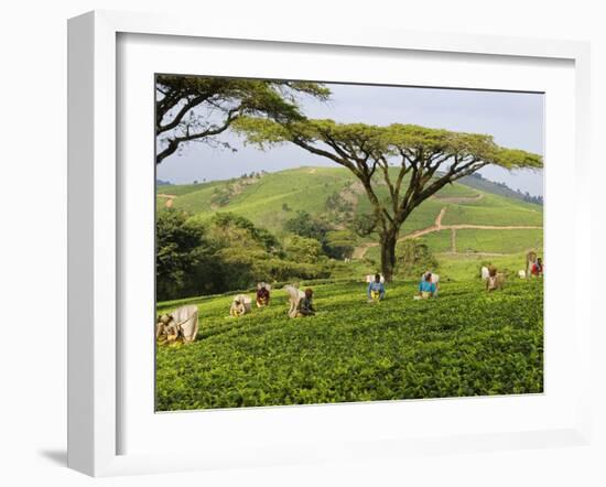 Malawi, Thyolo, Satemwa Tea Estate, Workers Plucking Tea-John Warburton-lee-Framed Photographic Print