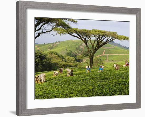 Malawi, Thyolo, Satemwa Tea Estate, Workers Plucking Tea-John Warburton-lee-Framed Photographic Print