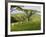 Malawi, Thyolo, Satemwa Tea Estate, Workers Plucking Tea-John Warburton-lee-Framed Photographic Print