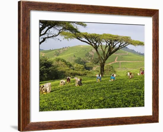 Malawi, Thyolo, Satemwa Tea Estate, Workers Plucking Tea-John Warburton-lee-Framed Photographic Print