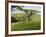 Malawi, Thyolo, Satemwa Tea Estate, Workers Plucking Tea-John Warburton-lee-Framed Photographic Print