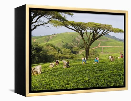 Malawi, Thyolo, Satemwa Tea Estate, Workers Plucking Tea-John Warburton-lee-Framed Premier Image Canvas