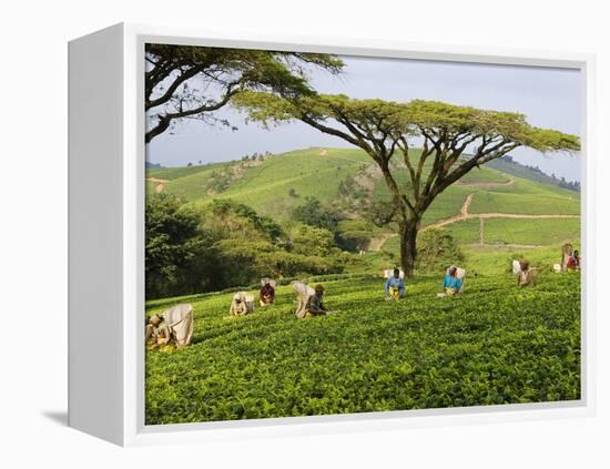 Malawi, Thyolo, Satemwa Tea Estate, Workers Plucking Tea-John Warburton-lee-Framed Premier Image Canvas