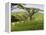 Malawi, Thyolo, Satemwa Tea Estate, Workers Plucking Tea-John Warburton-lee-Framed Premier Image Canvas