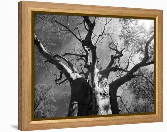 Malawi, Upper Shire Valley, Liwonde National Park; the Spreading Branches of a Massive Baobab Tree-Mark Hannaford-Framed Premier Image Canvas