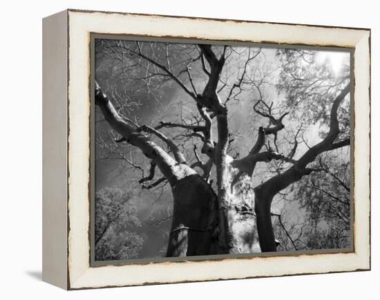 Malawi, Upper Shire Valley, Liwonde National Park; the Spreading Branches of a Massive Baobab Tree-Mark Hannaford-Framed Premier Image Canvas