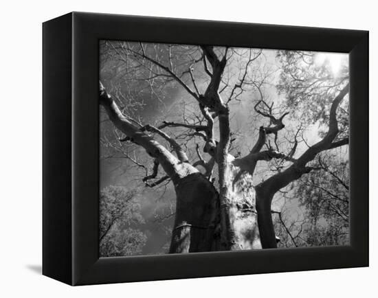 Malawi, Upper Shire Valley, Liwonde National Park; the Spreading Branches of a Massive Baobab Tree-Mark Hannaford-Framed Premier Image Canvas