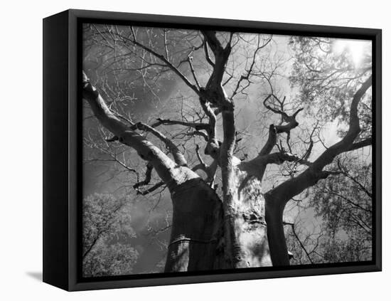 Malawi, Upper Shire Valley, Liwonde National Park; the Spreading Branches of a Massive Baobab Tree-Mark Hannaford-Framed Premier Image Canvas