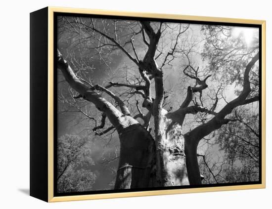 Malawi, Upper Shire Valley, Liwonde National Park; the Spreading Branches of a Massive Baobab Tree-Mark Hannaford-Framed Premier Image Canvas