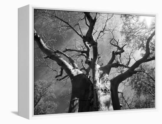 Malawi, Upper Shire Valley, Liwonde National Park; the Spreading Branches of a Massive Baobab Tree-Mark Hannaford-Framed Premier Image Canvas