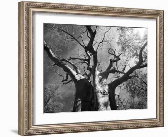 Malawi, Upper Shire Valley, Liwonde National Park; the Spreading Branches of a Massive Baobab Tree-Mark Hannaford-Framed Photographic Print