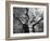 Malawi, Upper Shire Valley, Liwonde National Park; the Spreading Branches of a Massive Baobab Tree-Mark Hannaford-Framed Photographic Print