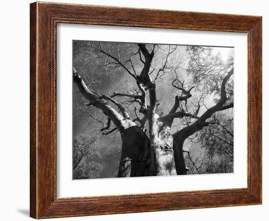 Malawi, Upper Shire Valley, Liwonde National Park; the Spreading Branches of a Massive Baobab Tree-Mark Hannaford-Framed Photographic Print